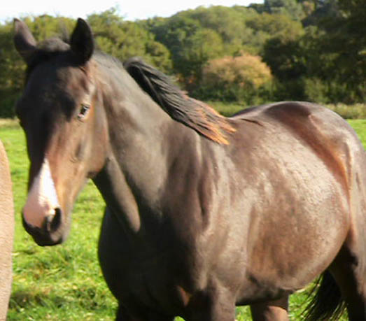 Young Horses For Sale UK